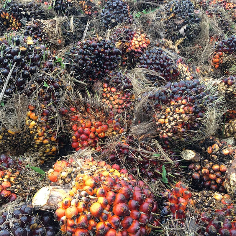 palm fruit