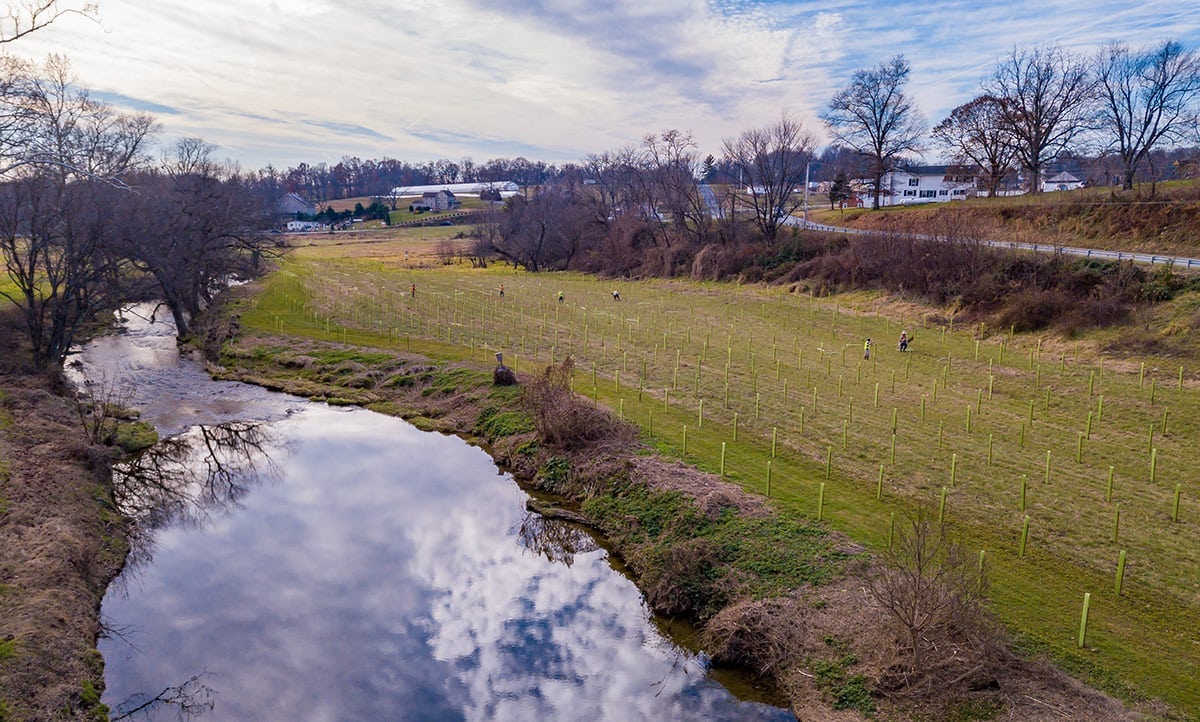 Field with rows of trees planted.