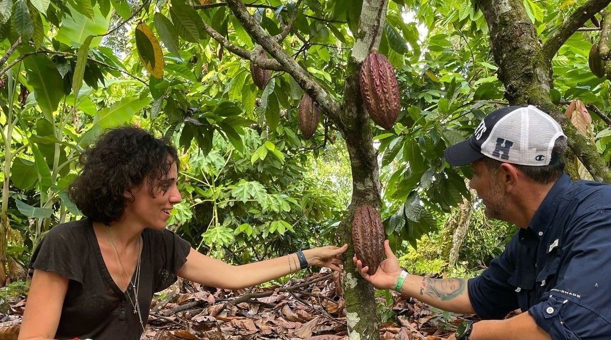 People handling Cocoa plants