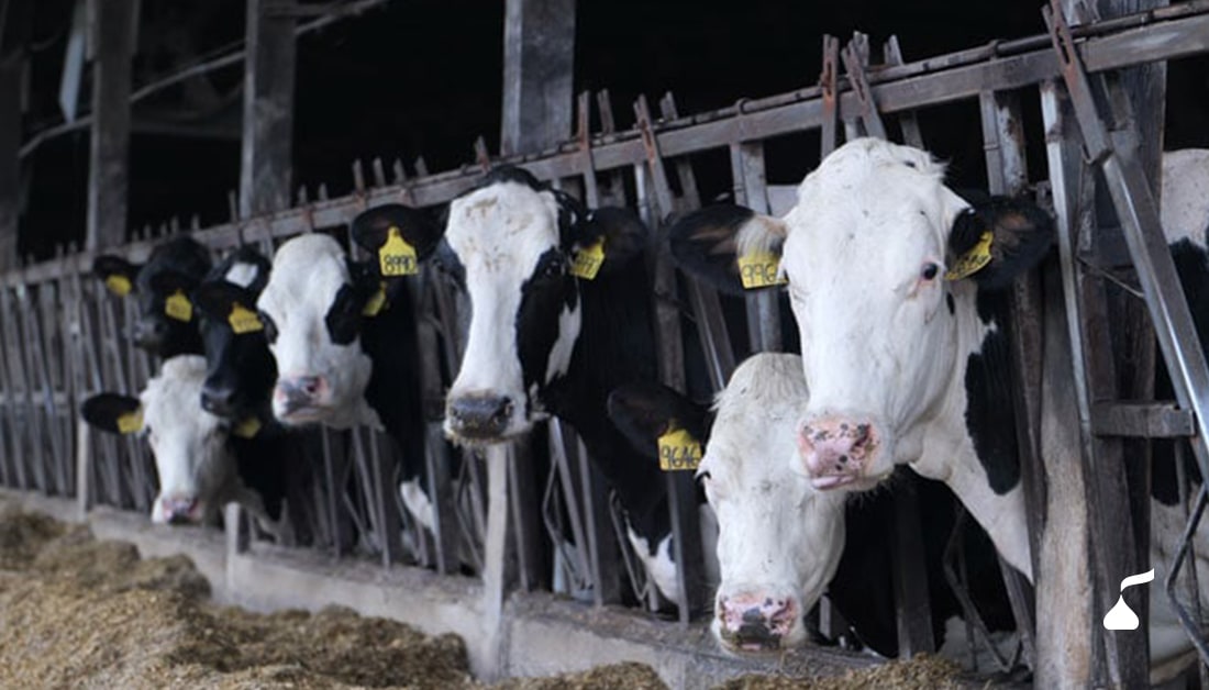 Cows eating