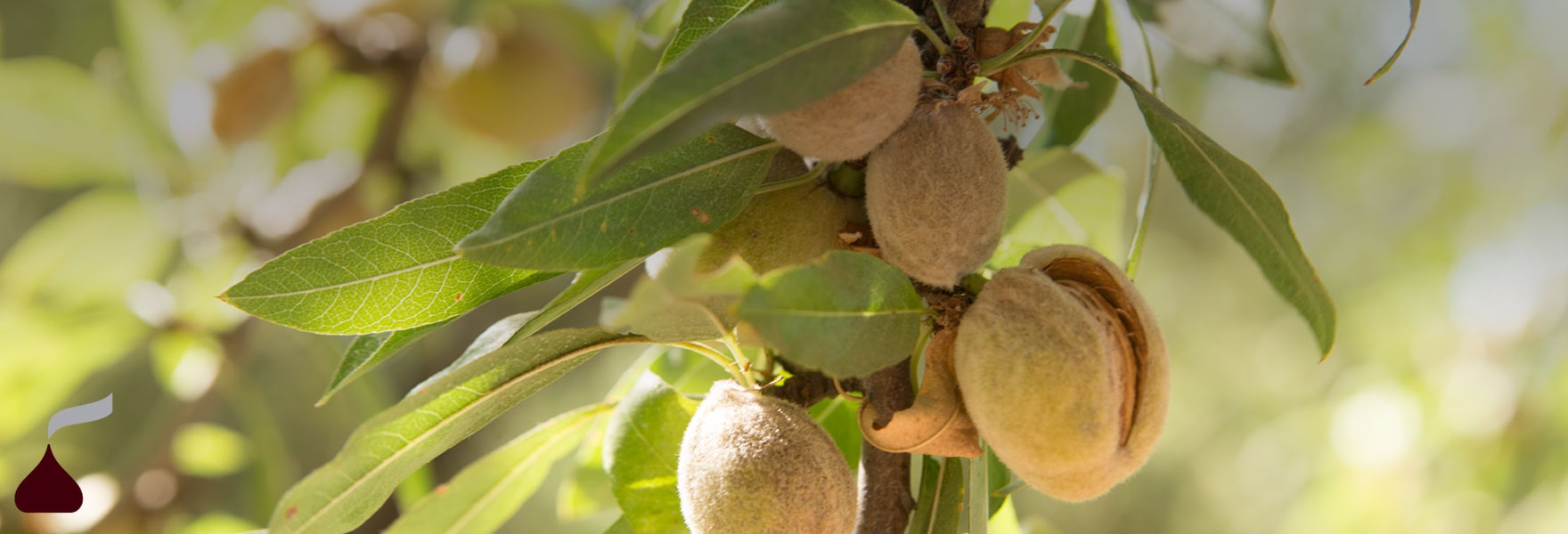 From Farm to Bar The Journey of Delicious California Almonds