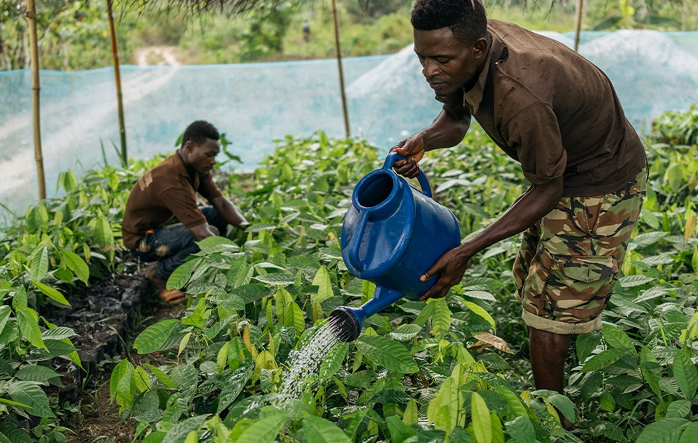 People watering cocoa plants
