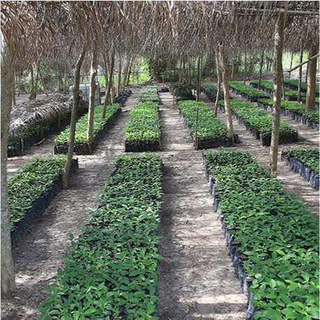 Rows of cocoa plants