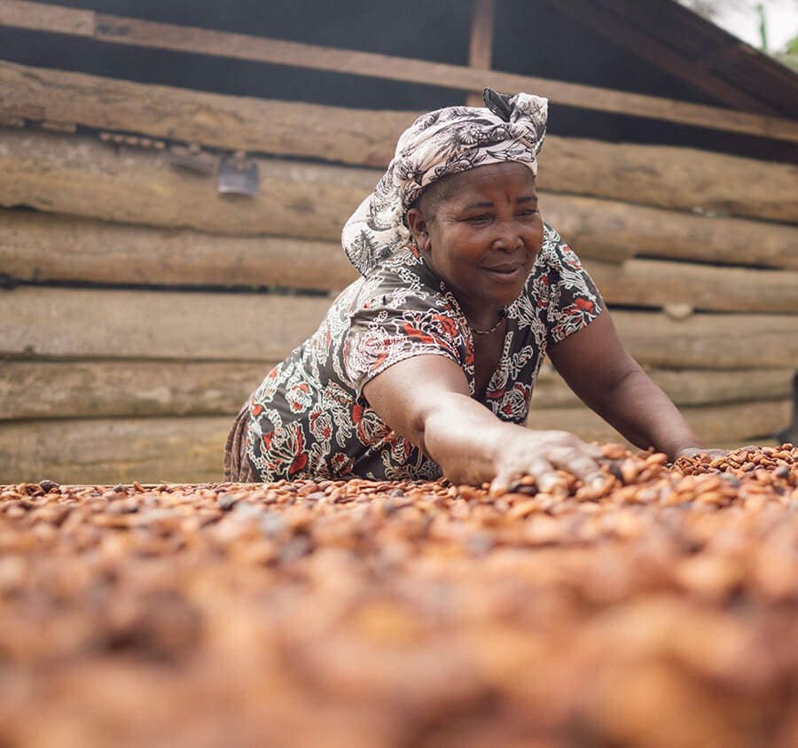 Woman spreading cacao Woman spreading cacao