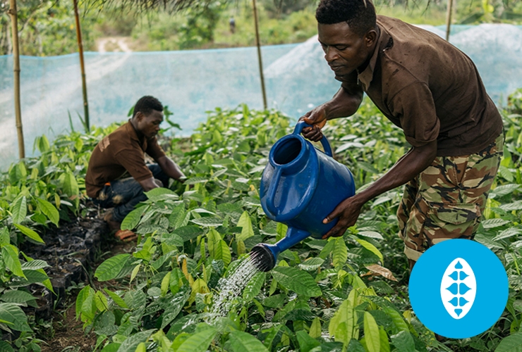 Cocoa farming