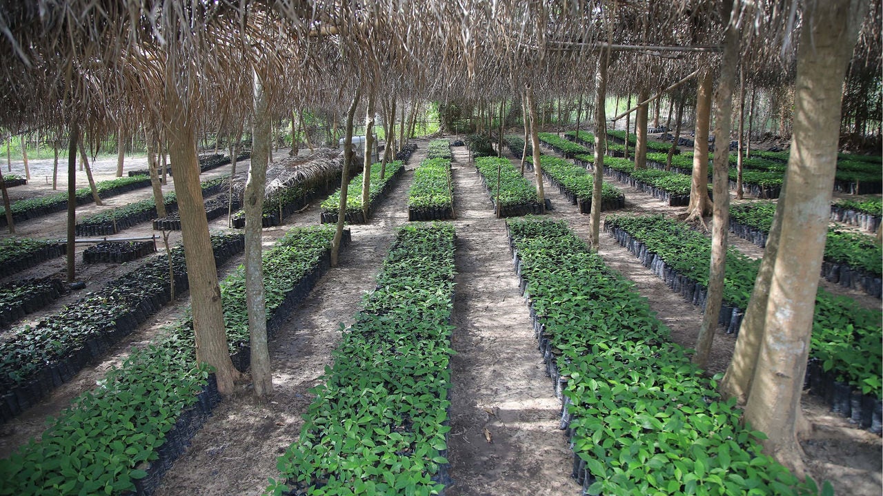 Rows of cocoa plants