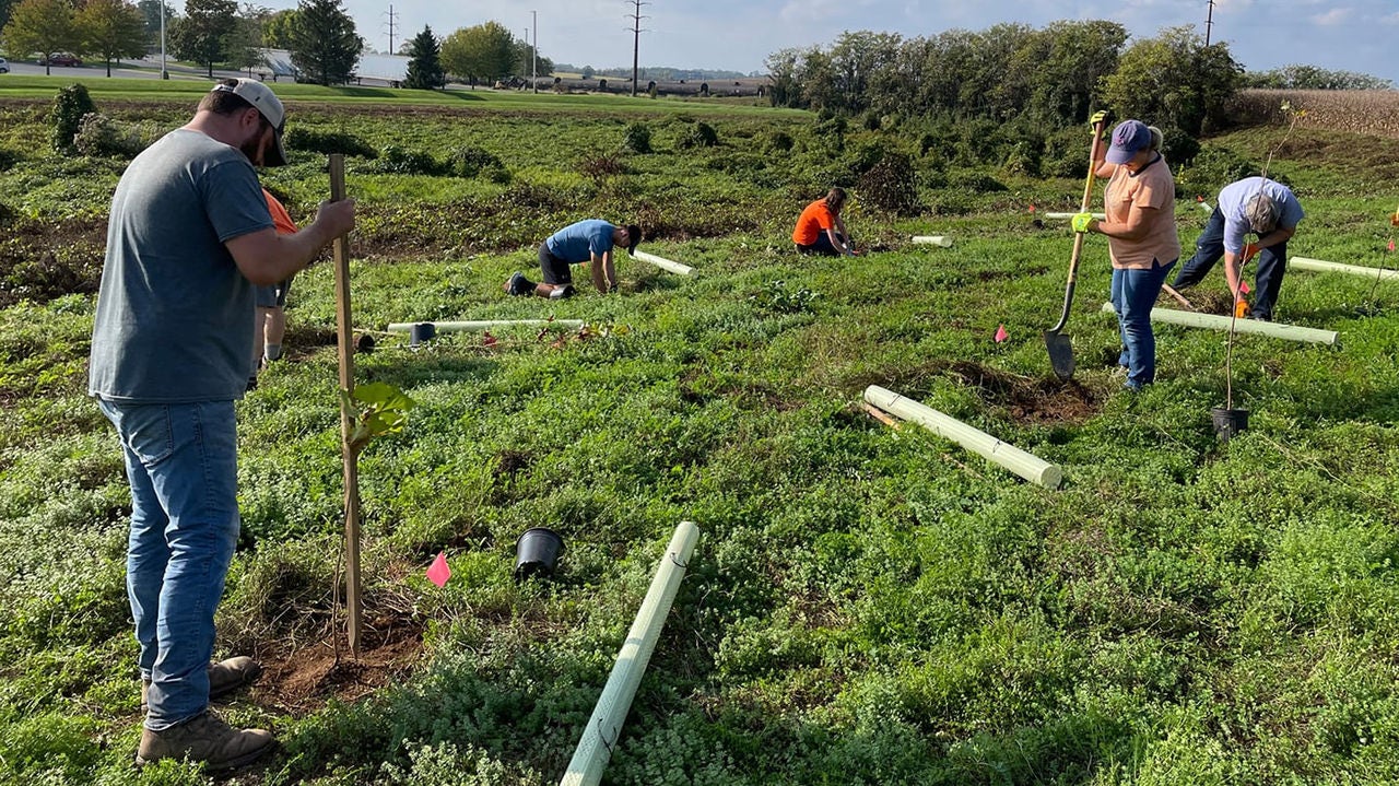 People planting trees in a field