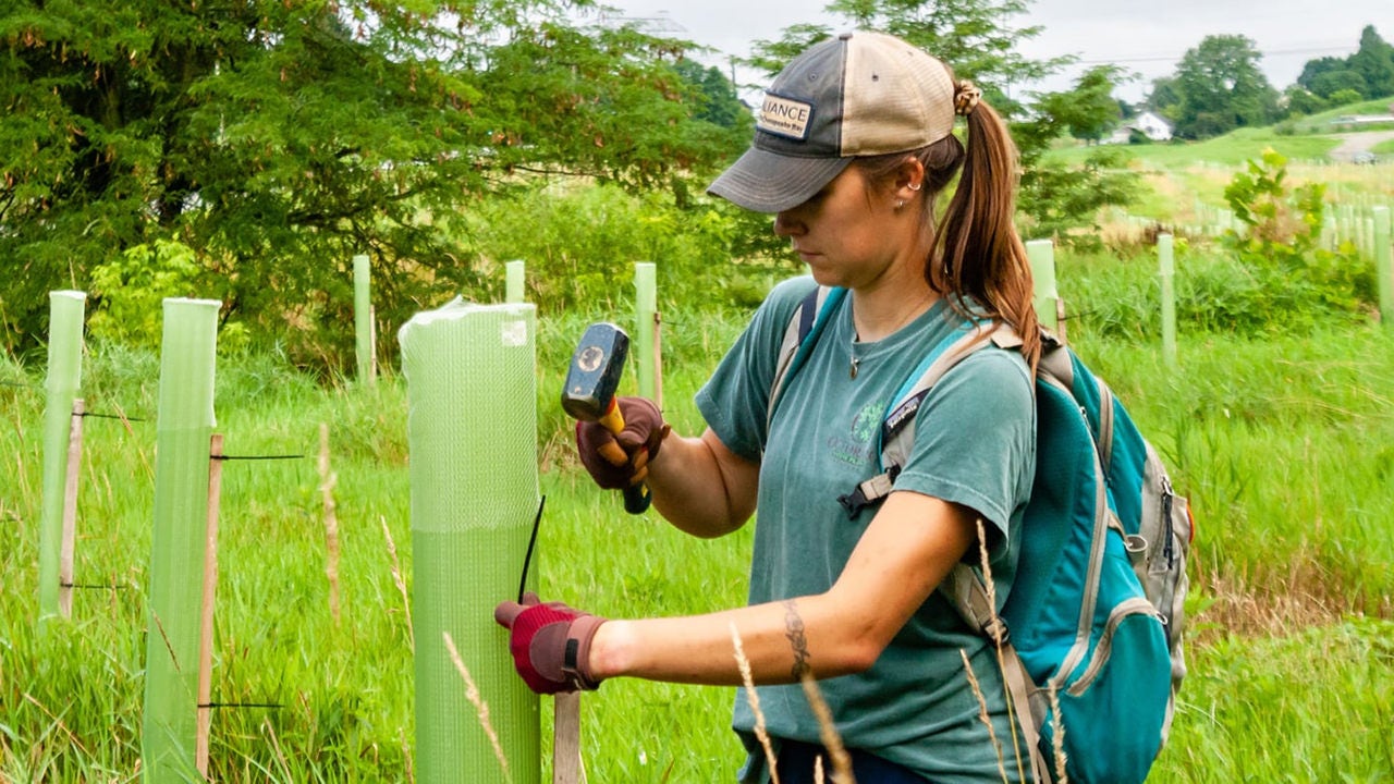 Person tagging a planted tree