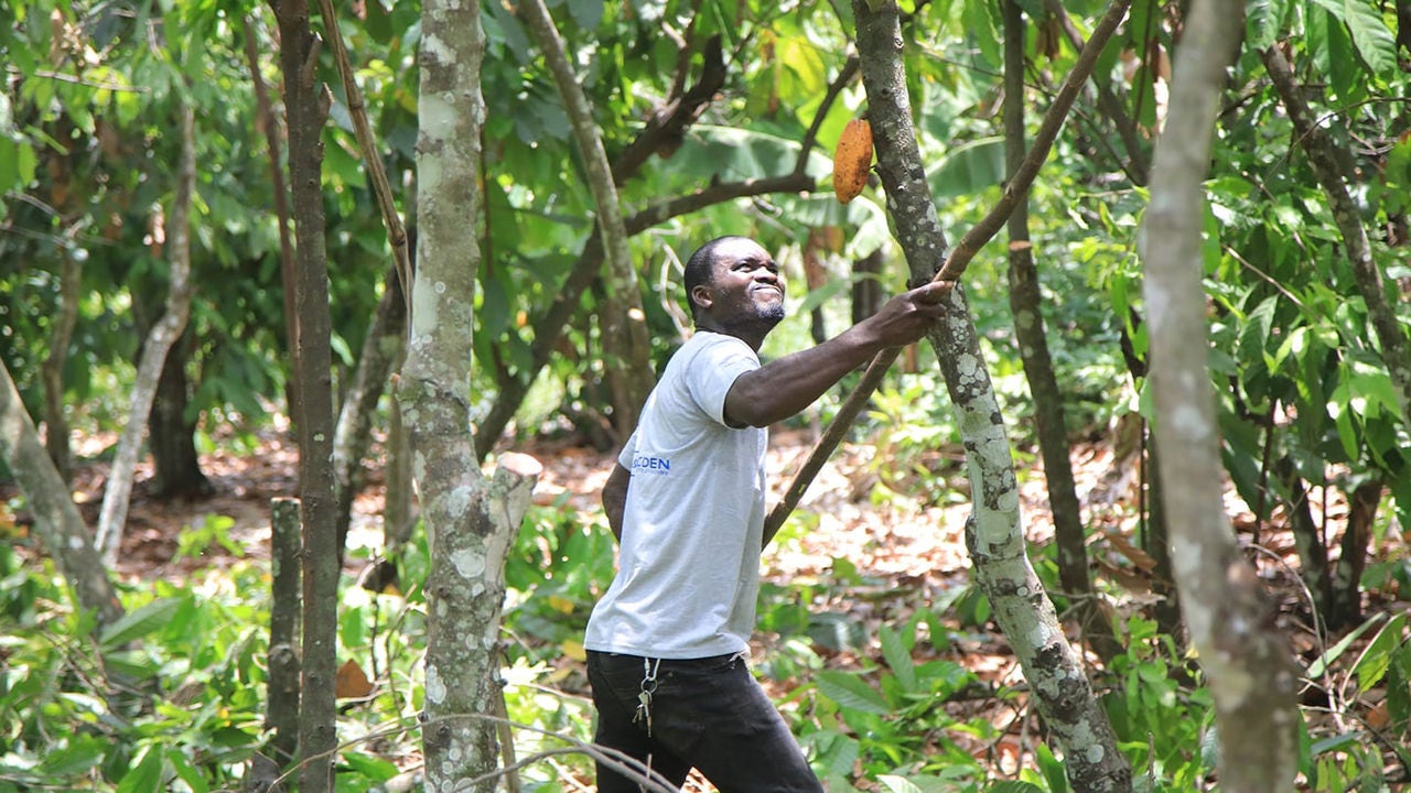 Man inspecting trees
