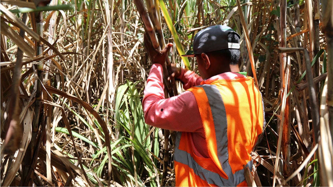 Man working with sugar cane