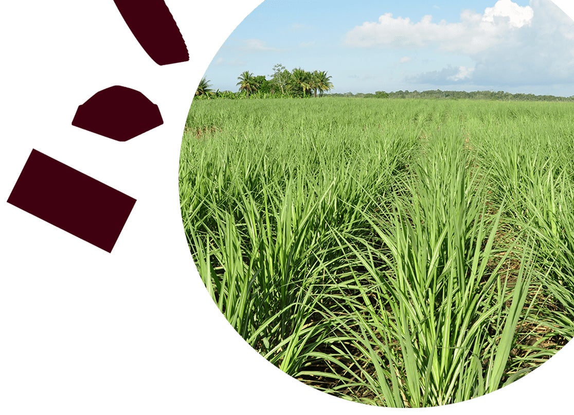 Crop planted in a field